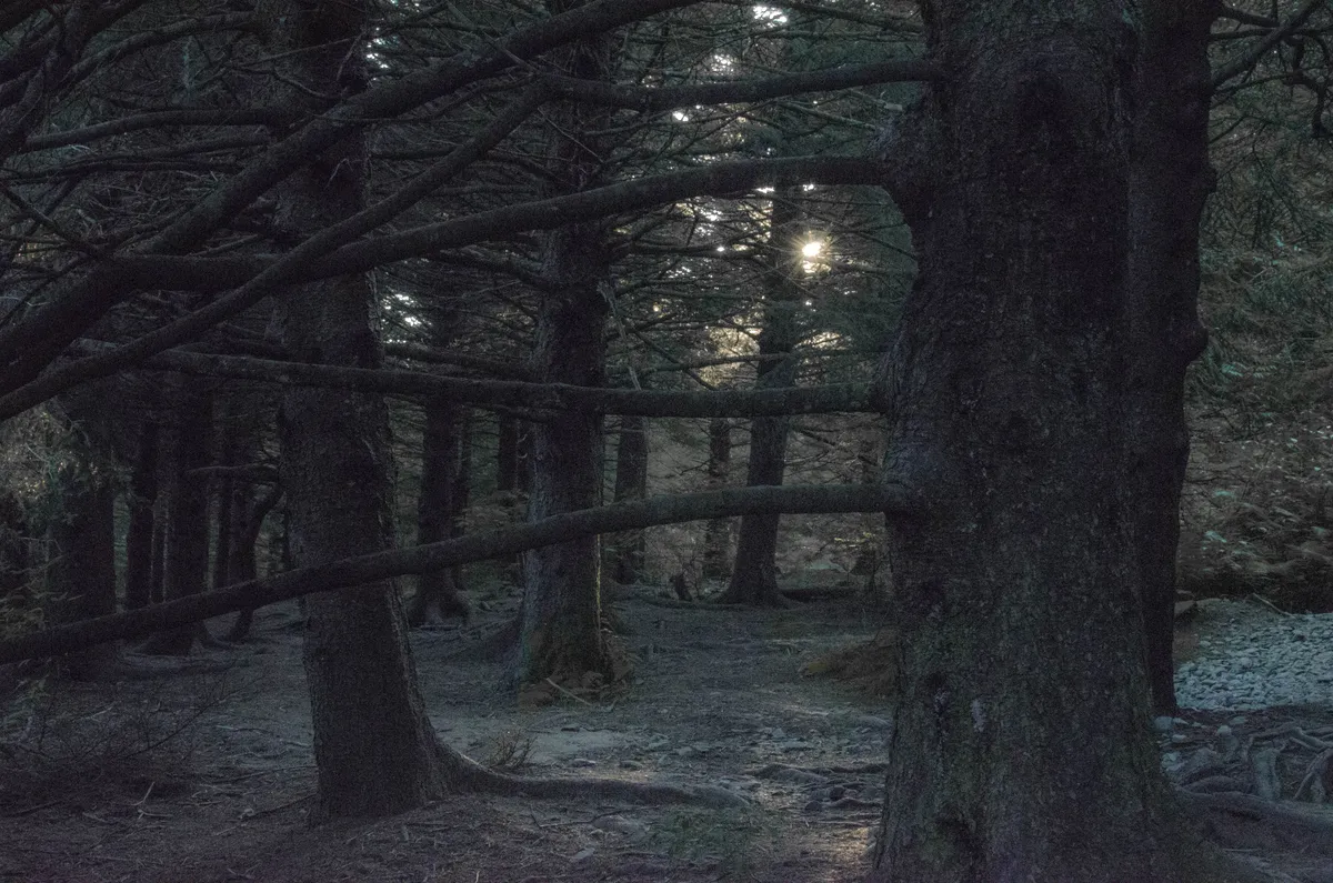 Dark forest with the sun poking through the trees.