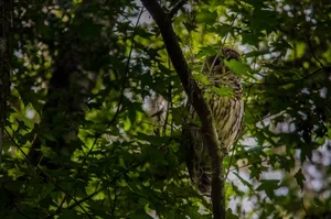 Owl hiding in the trees.