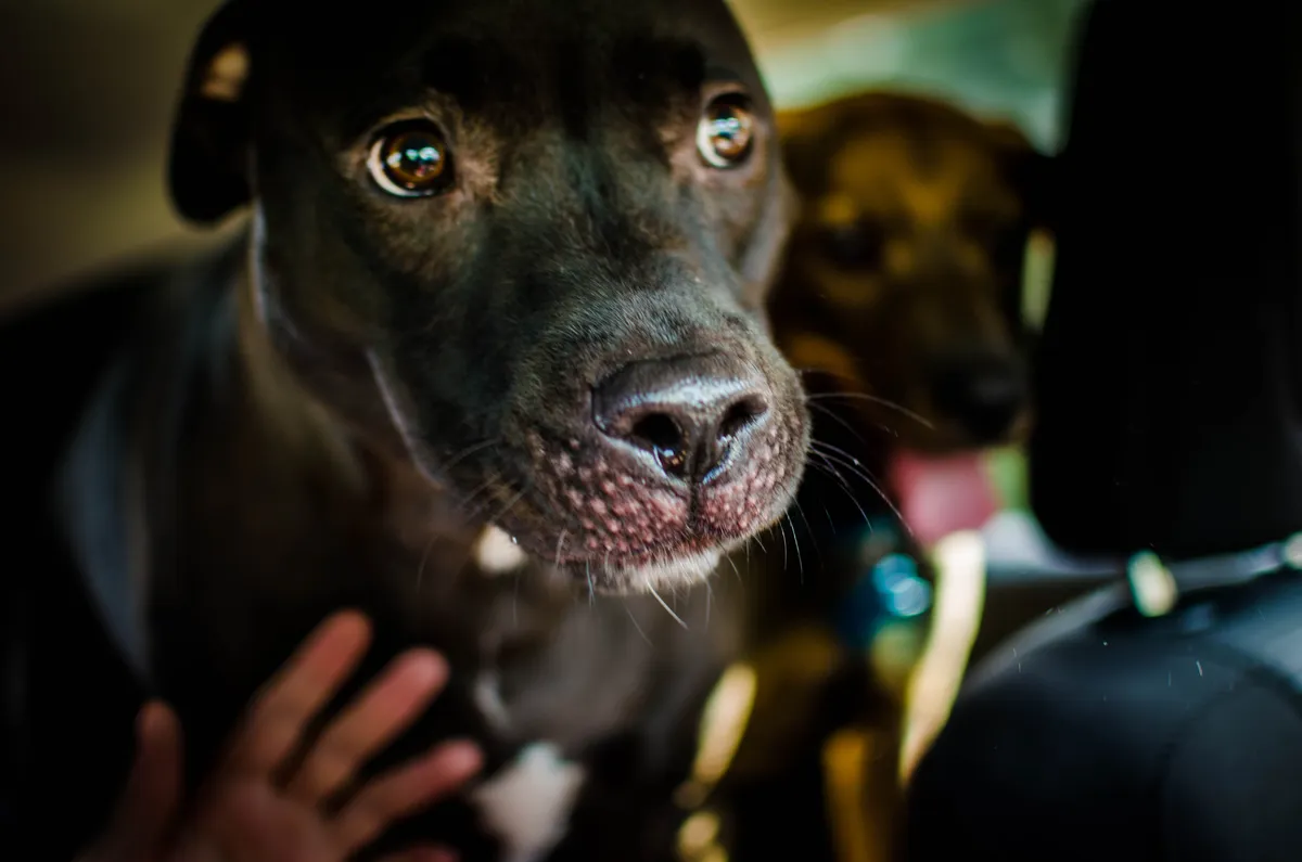 Cute dog in a car.