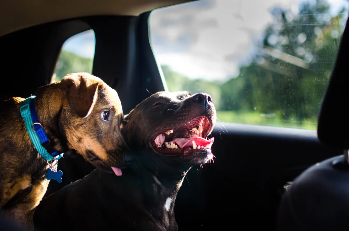 Cute dogs snuggling in a car.